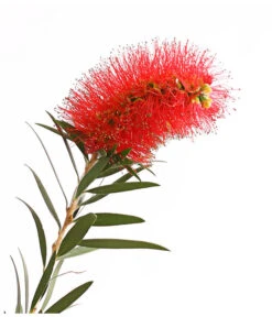 Zylinderputzer, Stämmchen -Gardena Store 8584054 WE DE 001 CallistemonBuschT18DehnerExpressHerzig