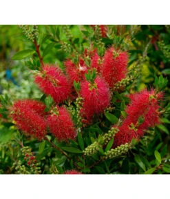 Zylinderputzer, Busch -Gardena Store 8584054 WE MO 001 CallistemonLaevisPixabay