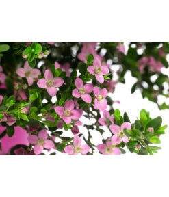 Rote Korallenraute -Gardena Store 8587214 WE DE 001 BoroniaCrenulataBuschT19DehnerExpressHerzig