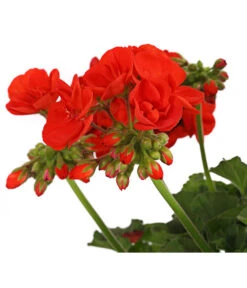 Geranie, Stämmchen, Verschiedene Farben 9 Geranie, Stämmchen, Verschiedene Farben -Gardena Store 8587818 PR DE 001 PelargoniumStammT17DehnerExpressHerzig