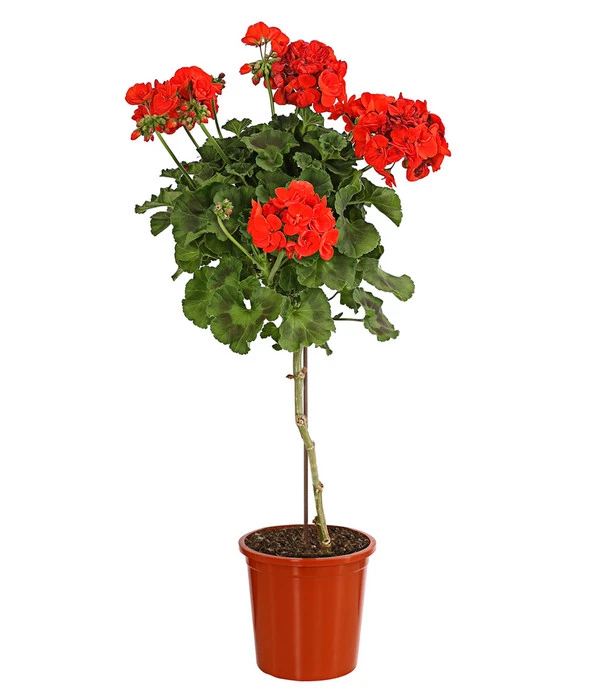 Geranie, Stämmchen, Verschiedene Farben 1 Geranie, Stämmchen, Verschiedene Farben