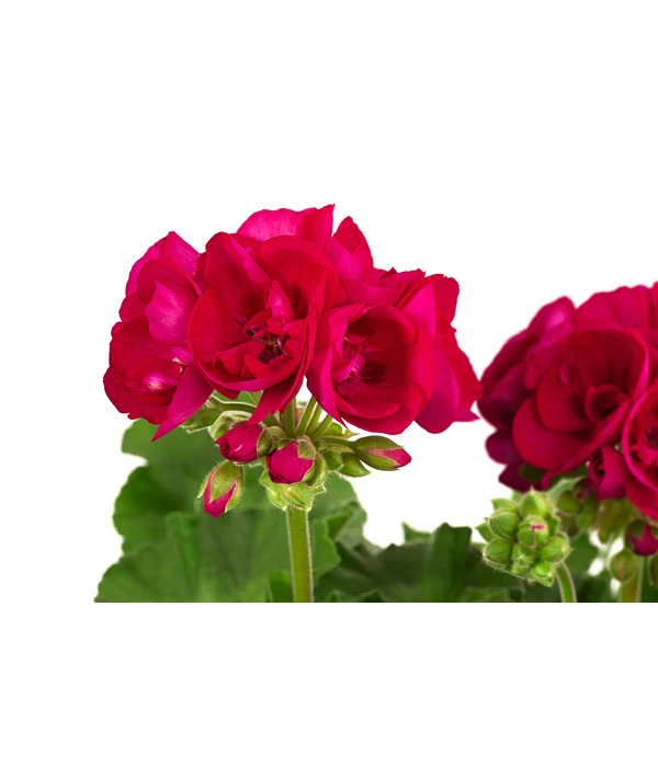 Geranie, Stämmchen, Verschiedene Farben 5 Geranie, Stämmchen, Verschiedene Farben – Bild 5