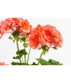 Geranie, Stämmchen, Verschiedene Farben 11 Geranie, Stämmchen, Verschiedene Farben -Gardena Store 8587818 WE DE 002 GeraniePelargoniumStammMixT17