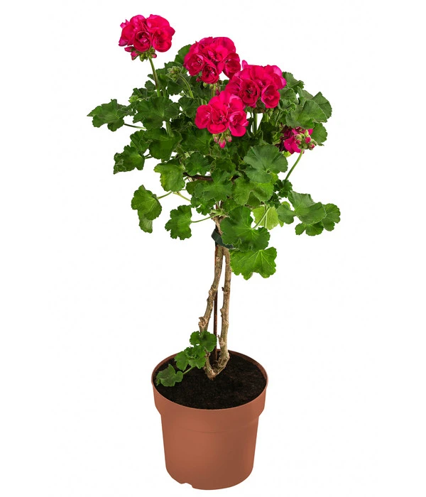 Geranie, Stämmchen, Verschiedene Farben 2 Geranie, Stämmchen, Verschiedene Farben – Bild 2