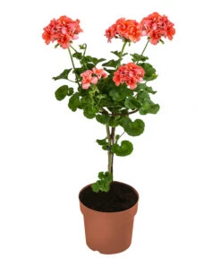 Geranie, Stämmchen, Verschiedene Farben 8 Geranie, Stämmchen, Verschiedene Farben -Gardena Store 8587818 WE FS 002 GeraniePelargoniumStammMixT17