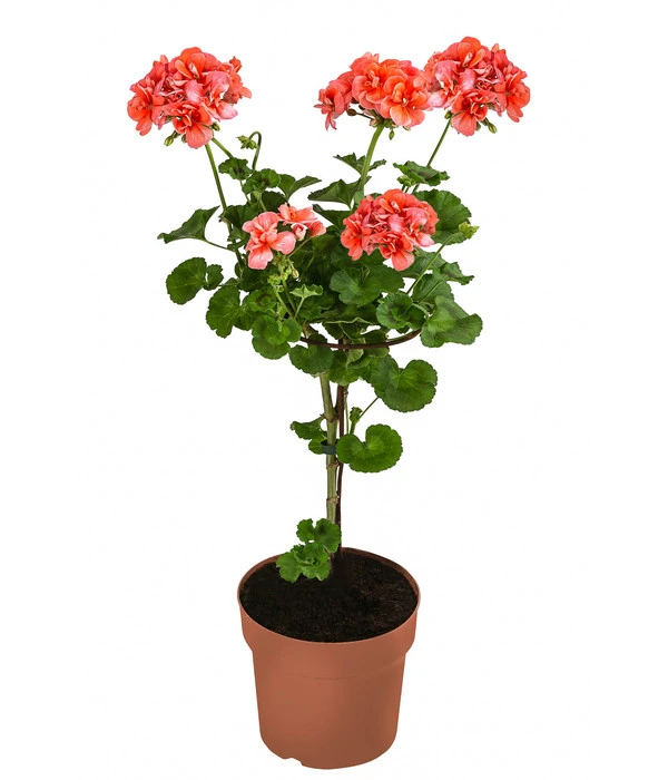 Geranie, Stämmchen, Verschiedene Farben 3 Geranie, Stämmchen, Verschiedene Farben – Bild 3