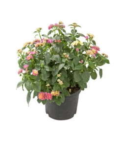 Wandelröschen, Busch