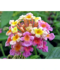 Wandelröschen, Busch -Gardena Store 8589392 WE DE LantanaLilaPixabay