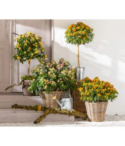 Wandelröschen, Busch -Gardena Store 8589392 WE MO 001 Lantanen