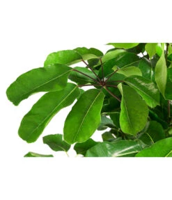 Queensland-Strahlenaralie - Schefflera Actinophylla 'Amate' -Gardena Store 8591257 WE DE 001 ScheffleraAmateTuffT30