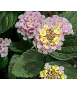 Wandelröschen, Busch -Gardena Store 8595910 8589418 8589426 8589392 LantanaWandelroeschenUveSauer