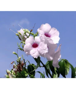 Laubenwein -Gardena Store 8600397 WE MO 001 PandoreajasminoidesPixabay