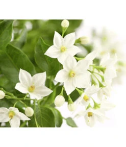 Jasminblütiger Nachtschatten, Ampel -Gardena Store 8606733 PR DE 001 SolanumJasminoidesAmpelNachtschattenT20DehnerExpressHerzig
