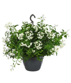 Jasminblütiger Nachtschatten, Ampel