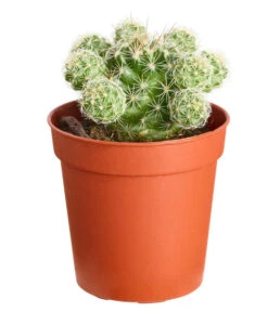 Warzenkaktus - Mammillaria Gracilis