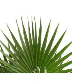 XXL Fächerpalme -Gardena Store 8608036 WE DE 004 WashingtoniaRobustaT30MexikanischeFaecherpalme