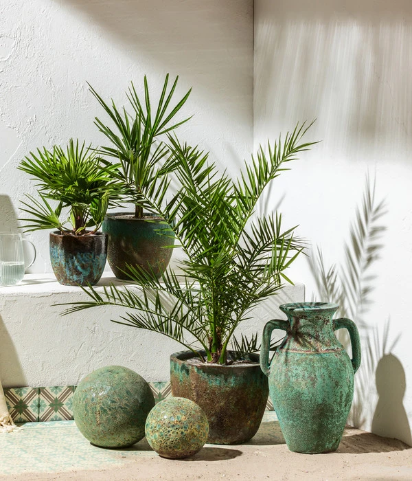 Zwergpalme 'Vulcano' 2 Zwergpalme 'Vulcano' – Bild 2