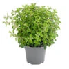 Dehner Gourmet Garten Oregano