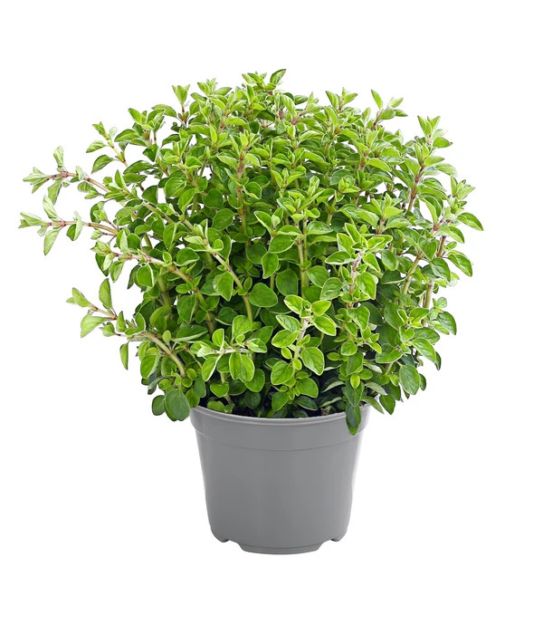 Dehner Gourmet Garten Oregano 1 Dehner Gourmet Garten Oregano