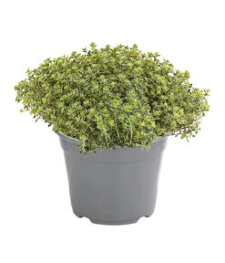 Dehner Gourmet Garten Silberthymian