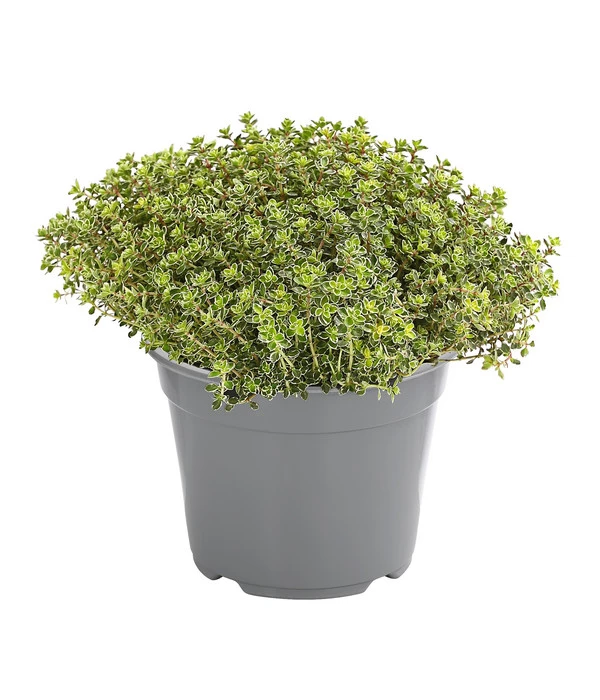 Dehner Gourmet Garten Silberthymian 1 Dehner Gourmet Garten Silberthymian