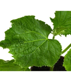 Bio Schlangengurke Im Pottburri®-Topf -Gardena Store 8611287 WE DE 001 BioPBSchlangengurke