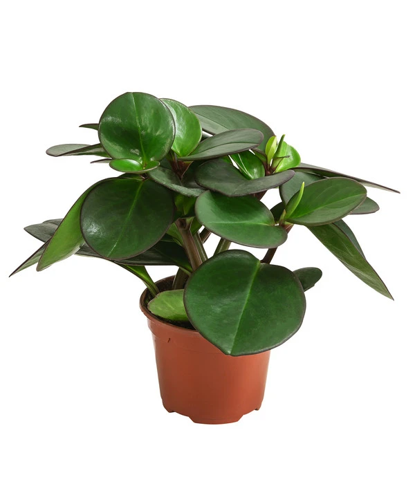 Peperomie - Peperomia Clusiifolia 1 Peperomie - Peperomia Clusiifolia