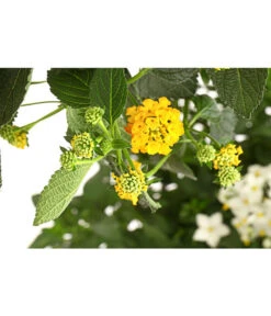 Wandelröschen, Bepflanzt -Gardena Store 8616369 PR DE 001 LantanaBepflanztT27DehnerExpressHerzig