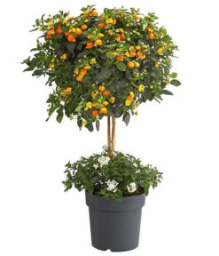 Wandelröschen, Bepflanzt