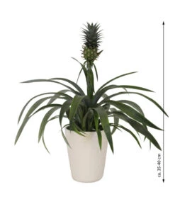 Ananaspflanze - Ananas Comosus, In Keramik -Gardena Store 8627978 WE FS 003 AnanaspflanzeInKeramik