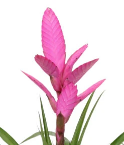 Tillandsie - Tillandsia Cyanea 'Antonio', In Keramik -Gardena Store 8628000 WE DE 001 TillandsieInKeramikWeiss