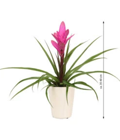 Tillandsie - Tillandsia Cyanea 'Antonio', In Keramik -Gardena Store 8628000 WE IG 001 TillandsieInKeramikWeiss