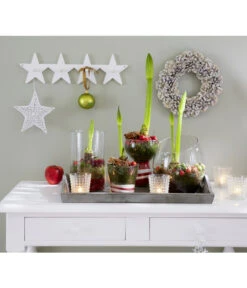 Amaryllis - Hippeastrum-Hybride -Gardena Store 8646994 8700809 WE MO 001 Amaryllis 009