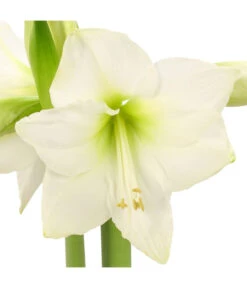 Amaryllis - Hippeastrum-Hybride -Gardena Store 8646994 WE DE 001 AmaryllisRittersternHippeastrum1TrWeissHerzig