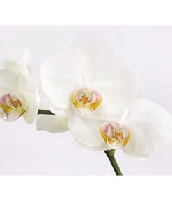 Schmetterlingsorchidee - Phalaenopsis Cultivars 'Crossing' -Gardena Store 8649964 we DE 004 SchmetterlingsorchideePhalaenopsis1TrieberT12DehnerExpressHerzig