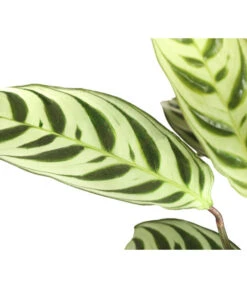 Marante - Ctenanthe Burle-marxii -Gardena Store 8652612 WE DE 002 MarantheCtenatheBurleMarxiiT13
