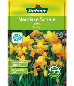 Narzisse 'Jetfire', Schale -Gardena Store 8662363 Narcissus Jetfire Schale 2016 1