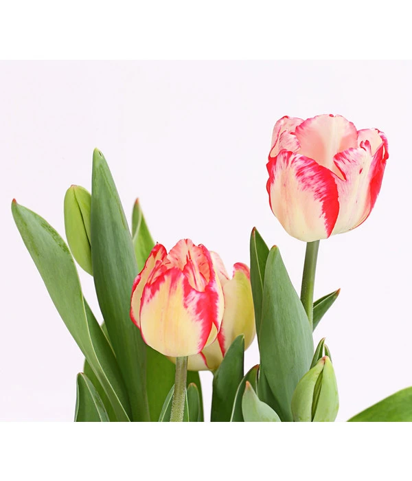 Tulpe 'Pleasure' 2 Tulpe 'Pleasure' – Bild 2