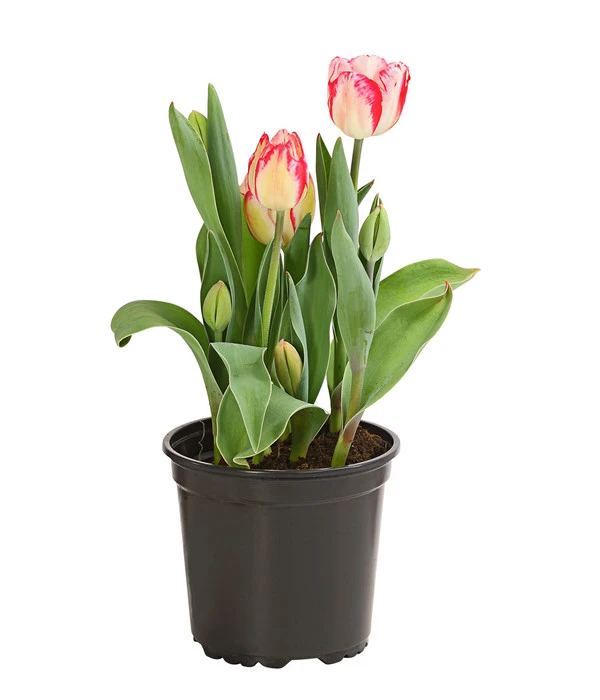 Tulpe 'Pleasure' 1 Tulpe 'Pleasure'