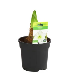 Amaryllis - Hippeastrum-Hybride -Gardena Store 8700809 PR FS 004 HippeastrumArcticWithe2TrDehnerExpressHerzig