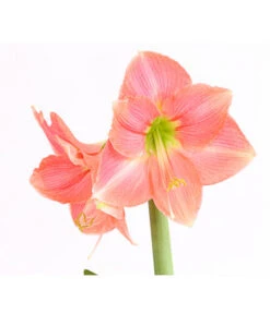 Amaryllis - Hippeastrum-Hybride -Gardena Store 8700809 WE DE 001 AmaryllisHippeastrumMultifloraRittersternT17DehnerExpressHerzigOW
