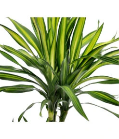 Drachenbaum - Dracaena Fragrans 'Rikki' 9 Drachenbaum - Dracaena Fragrans 'Rikki' -Gardena Store 8703340 BildD 001 DrachenbaumRikkiDracDereRikki3T