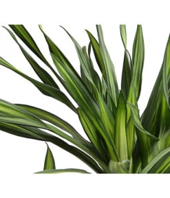 Drachenbaum - Dracaena Fragrans 'Rikki' 8 Drachenbaum - Dracaena Fragrans 'Rikki' -Gardena Store 8703340 WE DE 001 DrachenbaumDracaenaDeremensisRikkiT24DehnerExpressHerzig