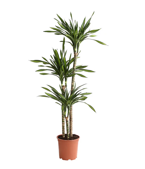 Drachenbaum - Dracaena Fragrans 'Rikki' 1 Drachenbaum - Dracaena Fragrans 'Rikki'