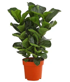 Geigenfeige - Ficus Lyrata, Dreitriebig