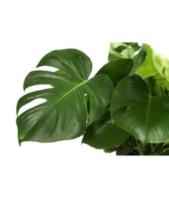 Fensterblatt - Monstera Deliciosa -Gardena Store 8710436 WE DE 001 MonsteraDeliciosaBuschT27