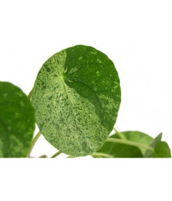 Glückstaler - Pilea Peperomioides 'Mojito' -Gardena Store 8722902 WE DE 001 PileaPeperomioidesMojitoDehnerExpressHerzig