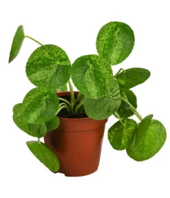 Glückstaler - Pilea Peperomioides 'Mojito'