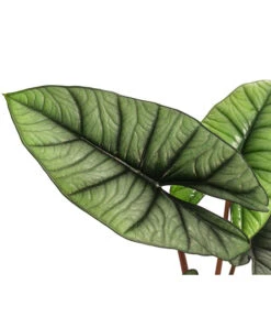Pfeilblatt - Alocasia 'Platinum' -Gardena Store 8731598 WE DE 001 Alocasia Platinum T14