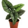 Pfeilblatt - Alocasia 'Platinum'